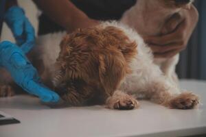 At a modern veterinary clinic a puppy sits on an examination table. Meanwhile a female veterinarian photo