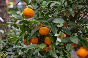 ripe and healthy oranges on the tree photo