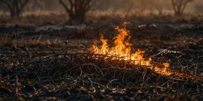 Drought caused dry grass to catch fire in a farm field The fire destroyed crops and burned the grass Deforestation and global warming contribute to these fires. photo
