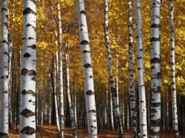 Serene birch forest in autumn with golden leaves and soft light. photo