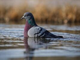 Rock pigeon drinking in shallow water with blurred background. photo