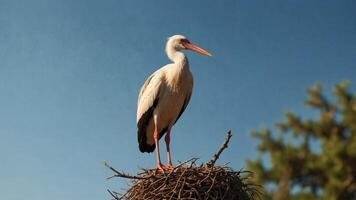 Stork standing on a branch near a nest under a clear blue sky. photo