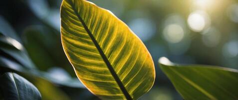 Close-up of tropic leaf with partial sunlight on it. photo