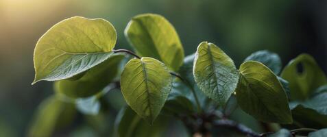 Fresh green leaves in morning light close-up. photo