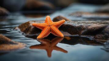 Orange starfish on wet rocks in shallow tidal pool. photo
