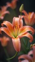 a long and thick lily with a gradient of pink and orange petals blooming in nature. photo