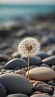 Dandelion on a pebble beach with calm sea and cloudy sky. photo