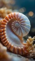split nautilus seashell showing inner float chambers. photo