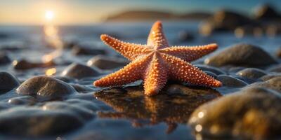 A starfish clinging to the rocky surface of a tide pool. photo