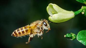 Honey bee carrying pollen flying towards flower. photo