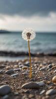Dandelion on a pebble beach with calm sea and cloudy sky. photo