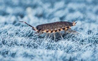 Porcellio scaber sitting on carpet. photo