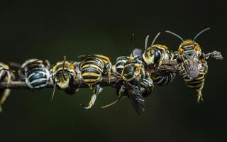 Sweat bees resting on the tree branches. photo