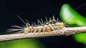 Moth caterpillar walking on tree branch and nature background. photo