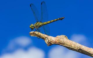 Dragonfly perched on a tree branch and blue sky background. photo