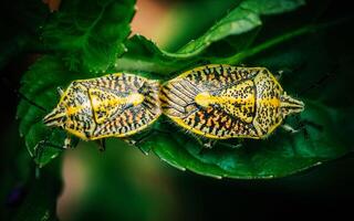 Yellow shield bugs mating on gree leaf. photo