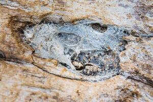 Jumping spider hiding in nest on the tree bark. photo