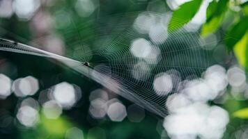 Tiny spider resting on a large cobweb in the forest. photo