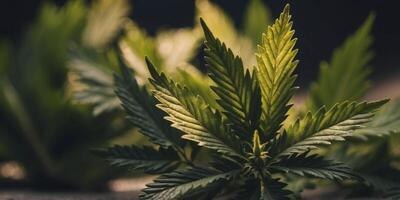 a close up of a bunch of marijuana leaves in a circle. photo