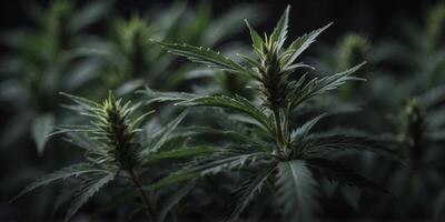 Dark green cannabis leaves in moody lighting. photo