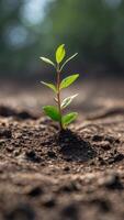 show a sapling emerging from scorched earth symbolizing conservation efforts. photo