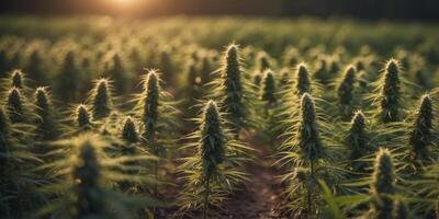 A path through cannabis fields is growing densely. photo