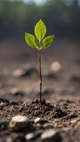 show a sapling emerging from scorched earth symbolizing conservation efforts. photo