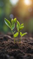 Growth and Success Concept with Green Shoots. photo