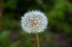 The head of a fluffy dandelion. Macro photograph of a wild flower. photo