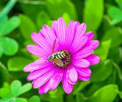 Macro Shot of a Bee Collecting Nectar on a Vibrant Flower in Bloom photo