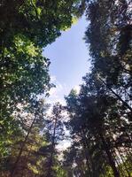 Looking Up Through Tall Trees in a Summer Forest photo