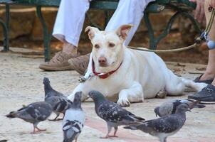 Dog summet sunny day in the park with pigeons photo