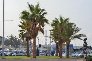 Palm Lined Parking next to car parking Background Capture of palm trees bordering a parking are photo