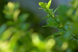 Vibrant Green Leaf Close-up with Soft Background Bokeh Nature Photography photo