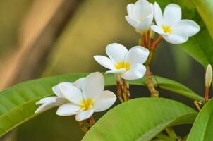 Flowers in Full Bloom in the Pablic park name is San Antonio garden in country Malta photo
