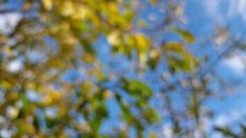 Footage shows a blurred background of a tree with yellow and green leaves against a clear blue sky with clouds. It is the fall season. video