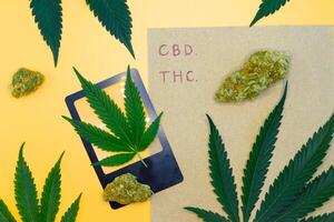 Top view of a cannabis buds with green leaf and brown paper on yellow isolated background, Scientific experiment equipment in the laboratory, concept of marijuana leaves oil extract, THC, CBD. photo