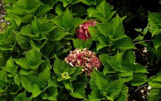 Beautiful hydrangea with inflorescences and green leaves in a Country Cottage Garden. Pink petals hydrangea serrata flower, close up. Selective focus. Background for greeting card. photo