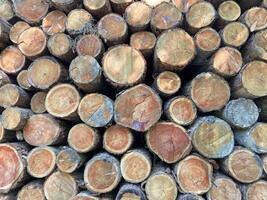 Pile of log trunks, logging timber wood industry before turn it into wooden product. Firewood. Lumber wood. Wood texture. Trunk with cracks and sawed annual rings, cut of surface of wooden stump. photo