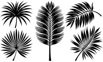 Set of 5 simple palm tree leaf silhouette on white background vector