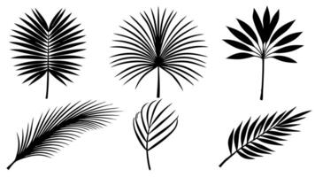 Set of Beautiful palm tree leaf silhouette on white background vector