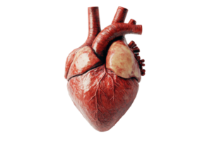 Detailed anatomical model of human heart with complex structure of arteries, veins and muscle tissue. Internal organs for transplantation png