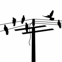 silhouette of a group of pigeons perched on an electric pole cable on a white background. Black pigeons are on wires with towering electricity poles vector