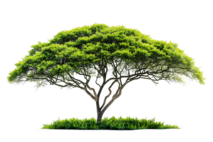 Green tree isolated on transparent background, design element png
