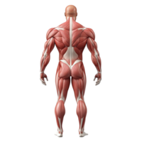 Highlighted Human Body Muscles on Transparent Background. png