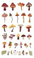 Set of autumn mushrooms isolated on a white background. illustration in hand draw flat style.Snail, fern leaves clipart.Cozy illustrations for print, wrapping, packaging. vector