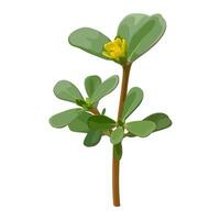 Illustration of Portulaca oleracea or common purslane, also known as little hogweed, isolated on white background. vector