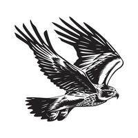 Bald Eagle Flying Stock Illustrations. Bald Eagle Flying In The Sky. Illustration Isolated On White Background. vector