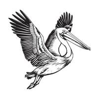 Pelicans Flying Images. Pelican flying over water stock Illustrations isolated on white background vector