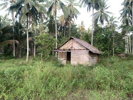 A Small Wooden Hut in a Lush Tropical Forest. A modest wooden hut nestled amidst a dense tropical forest. The hut's thatched roof and wooden walls blend seamlessly with the lush greenery. photo